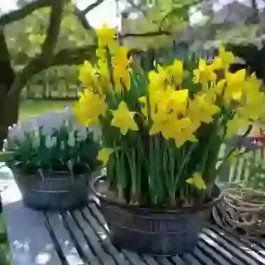 Narcissus & Muscari Collection